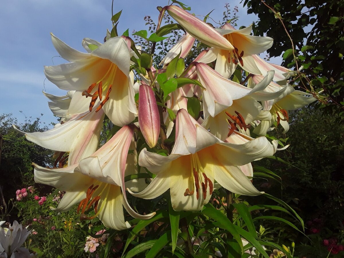 Лилия ОТ-гибрид, сорт Garden Affair