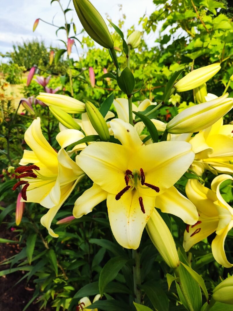 Лилия ОТ-гибрид, сорт Manissa