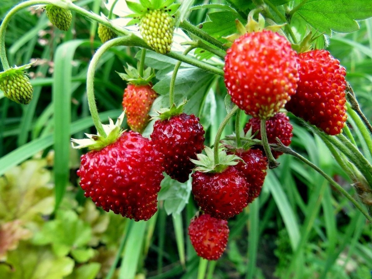 Любимая лесная земляника. Иллюстрации из открытых источников. Пожалуйста листайте.