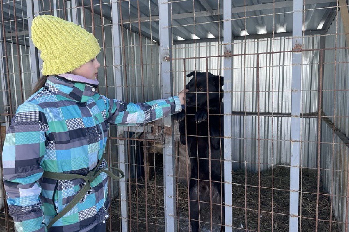    Собаки всегда ждут гостей.