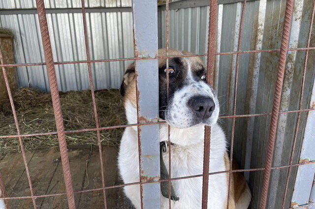    Большинство собак очень ласковые. Фото:  АиФ/ Дарья Антонычева