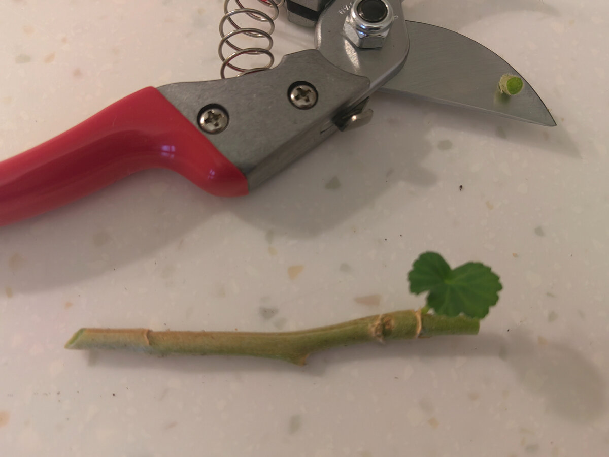 Чтобы Вы и на мой отличный секатор посмотрели и размер черенков поняли. Фото автора 