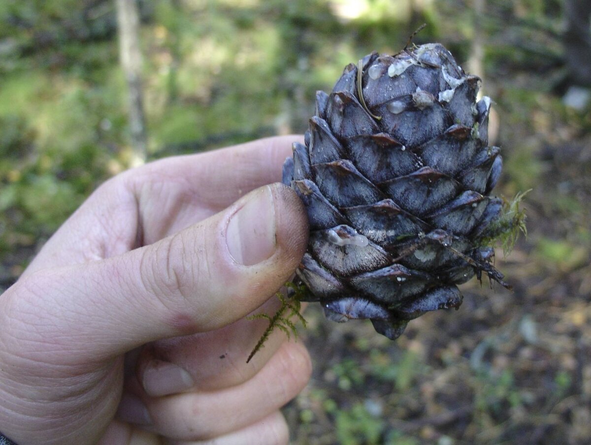    Компания по переработке дикоросов из Югры участвует в голосовании за выбор народного органического бренда