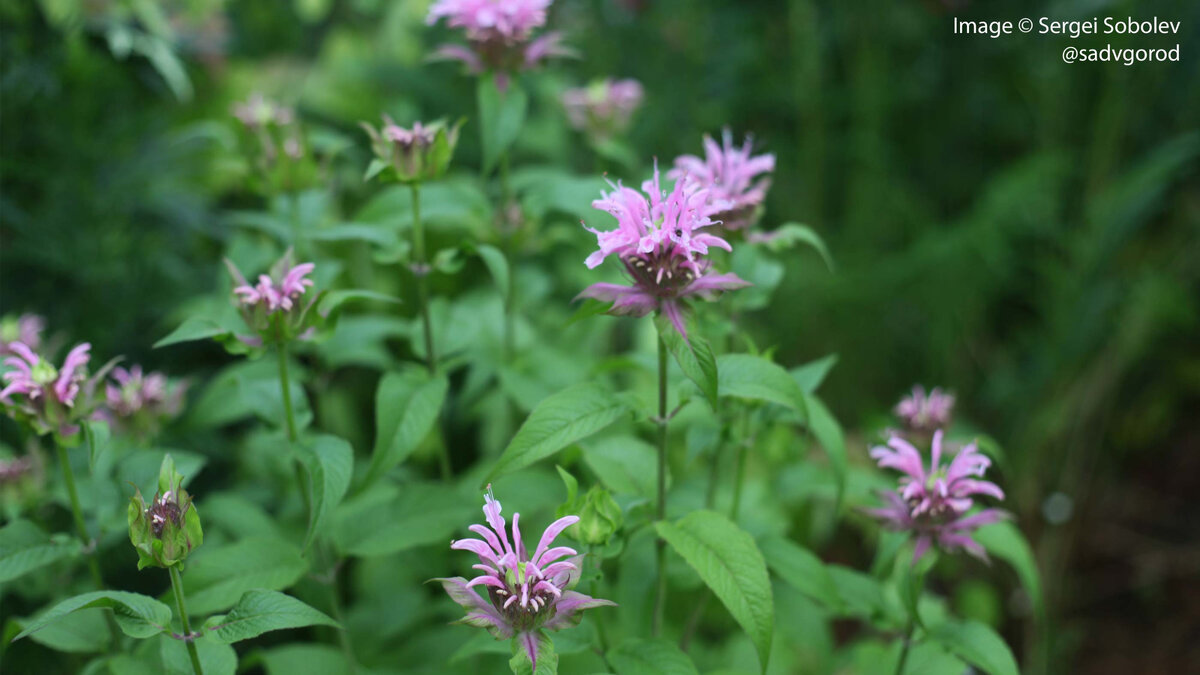 Самосев Монарды дудчатой, очень похожий на дикий вид.