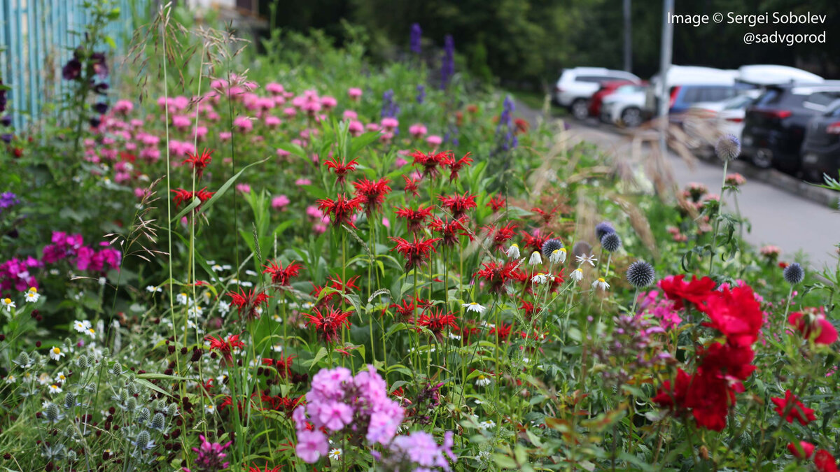 Красная монарда 'Squaw'. А вдали видна одна из светло-розовых, о которой вы узнаете в этой статье.