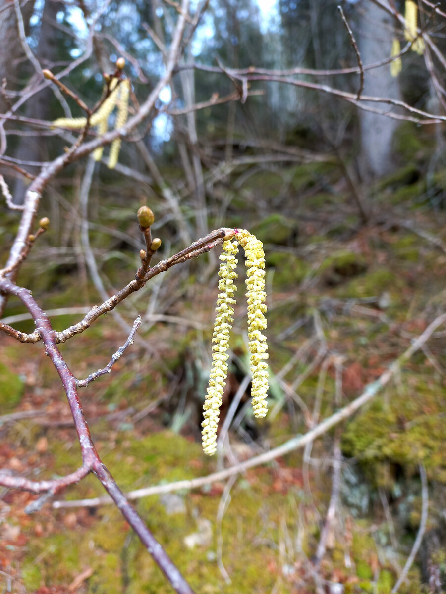 Серёжки орешника (лещины)