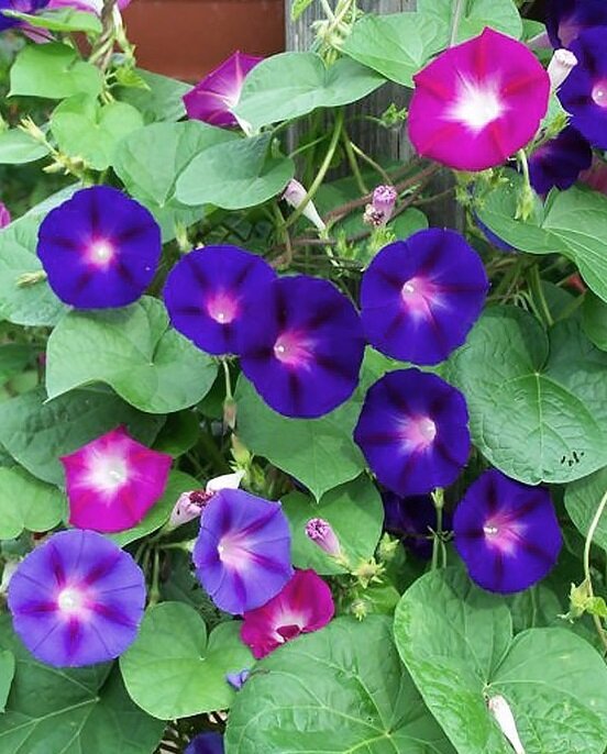 Фото из интернета