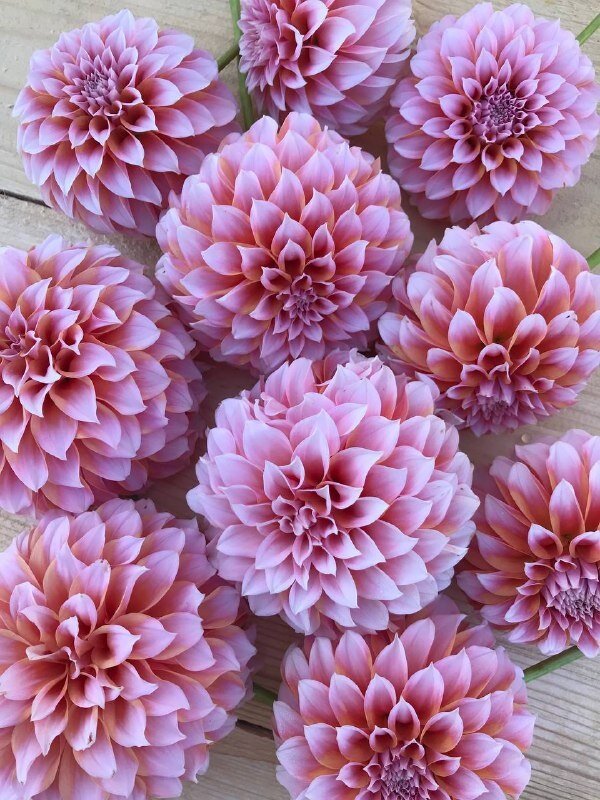 Георгин сорта Пичес