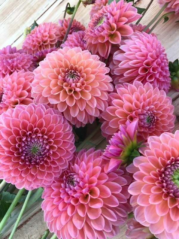 Георгин сорт Линдас Бэби 