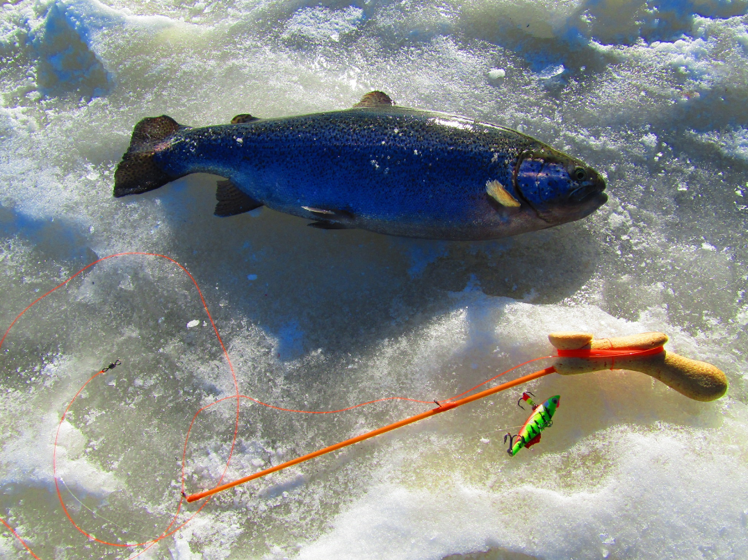 Радужная форель турция потрошеная. Форель карельская псг. Форель 1,8-2,7 (чили). 5-3кг. Форель 2.