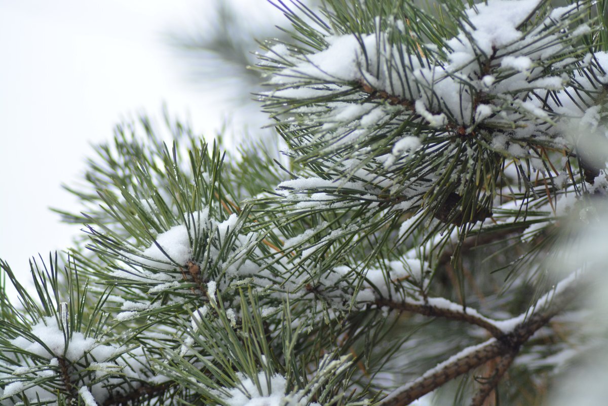    День без осадков ожидает псковичей 21 февраля
