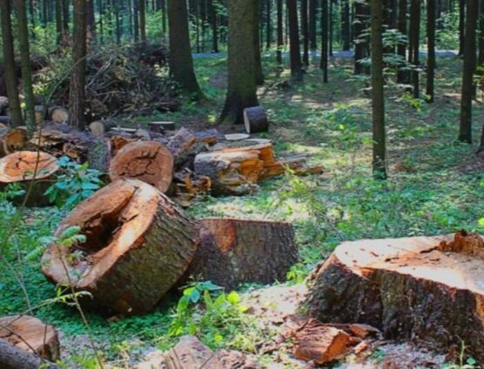 Источник фото: фото из открытых источников - для иллюстрации