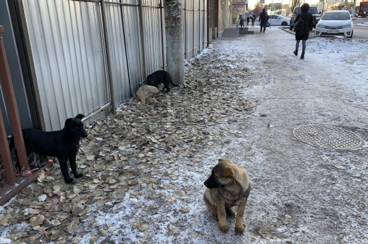    В Туве приняли закон об эвтаназии бездомных животных