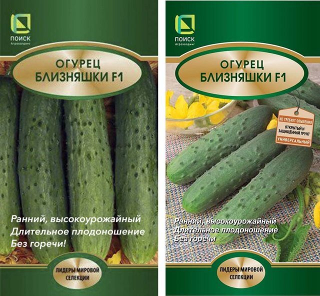 огурцов пучковые. огурец титус f1. сорт огурчиков пучковые. пучковая завязь огурцов. огурец салинас f1.