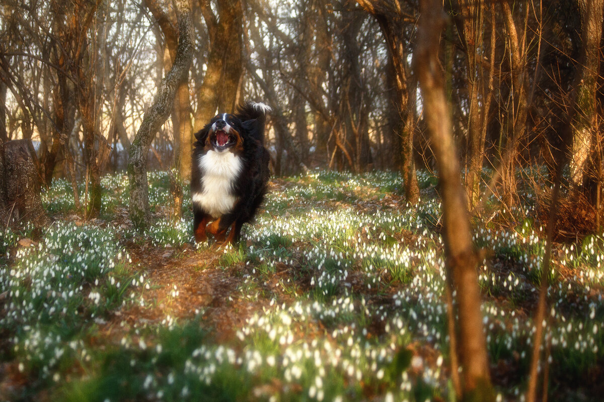 Когда сказали, что в лесу тебя подстерегают клещи