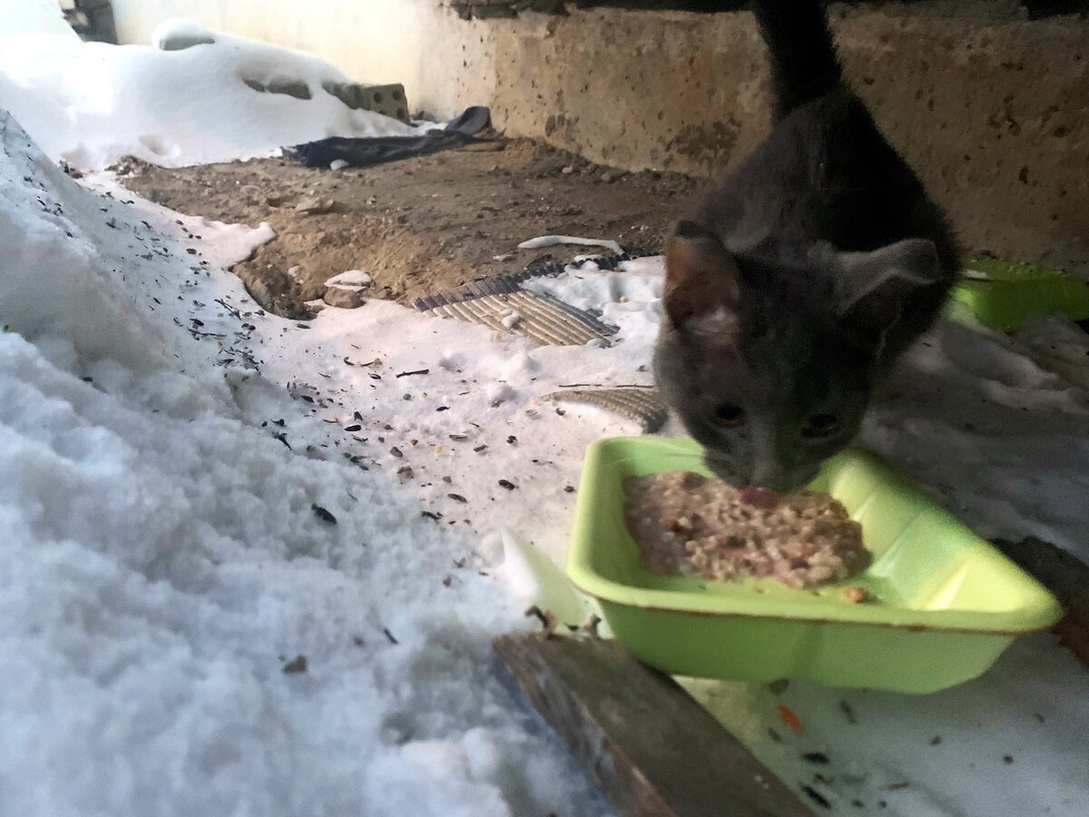 Голод переборол страх, и Луша вышла к людям. Её вид  нас обескуражил
