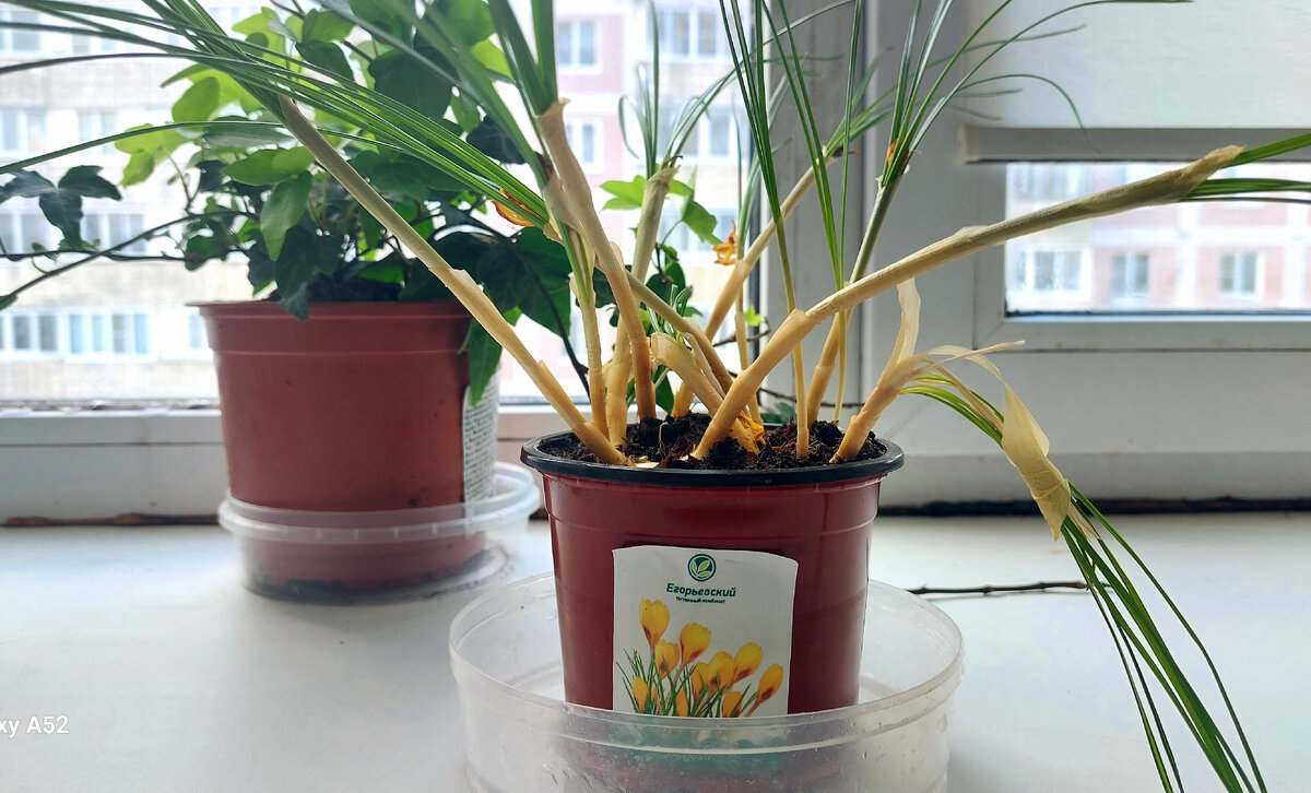 Баночка из под селёдки является отличным бюджетным поддоном