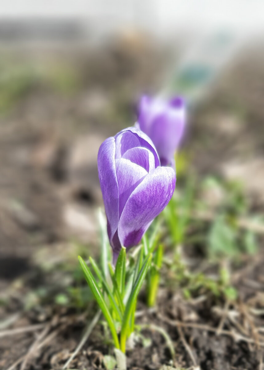 Крокус, первый весенний цветок