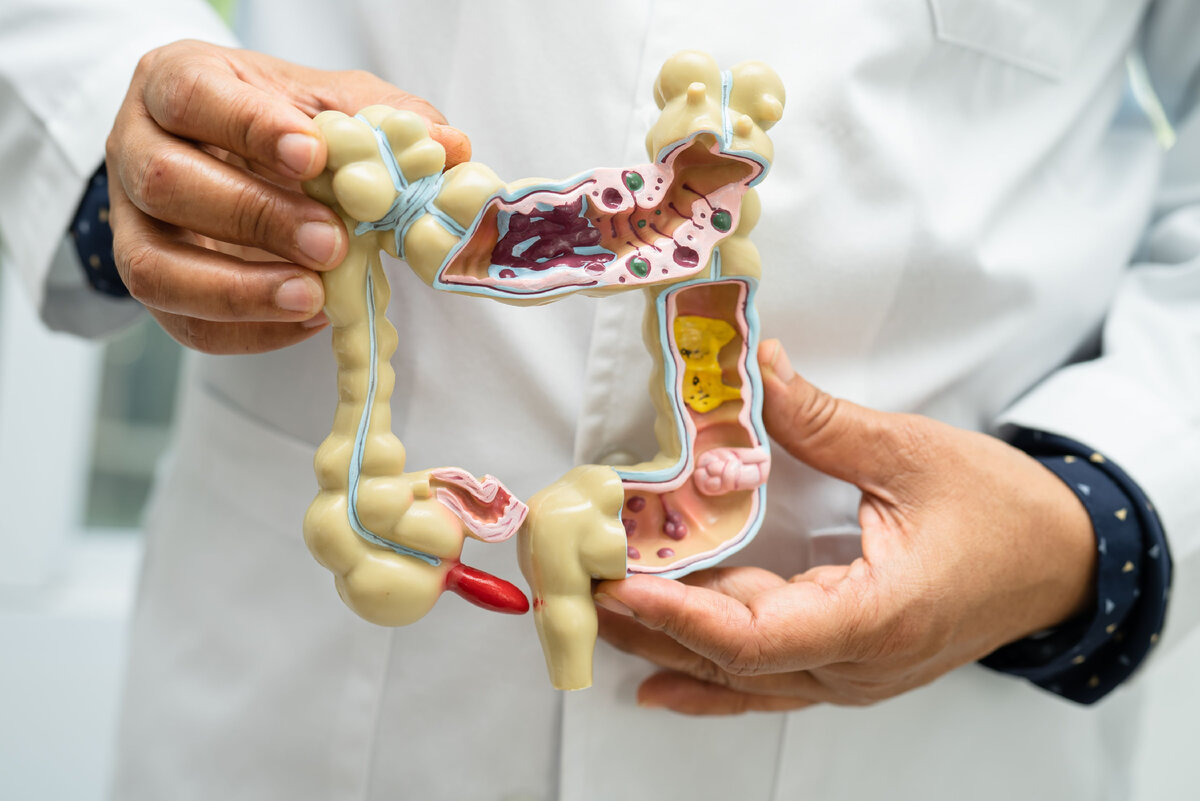 Пищеварительная система доклад. Обработка пищи желчью и соком поджелудочной железы происходит. Из желудка пища попадает в какую кишку. Строение кишечника человека. Этапы пищеварения в тонком кишечнике.