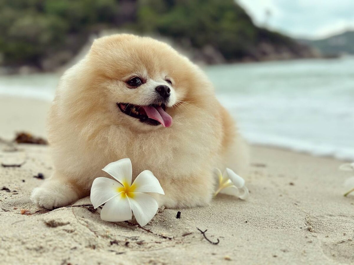 Пончик на острове Панган в Тайланде (Thong Nai Pan Yai Beach)