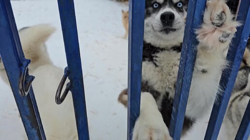 Давно не было привета из большой стаи. Бодрые хасочки встречают