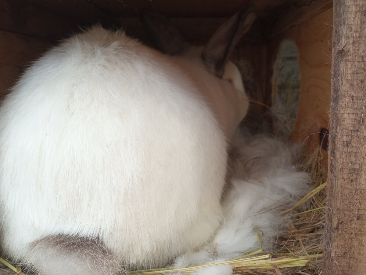 Широк филей, ох широк!)))