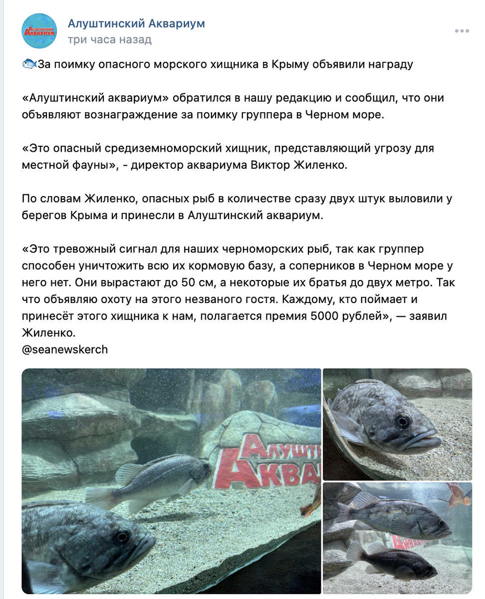 Скрин со страницы ВК Алуштинского аквариума