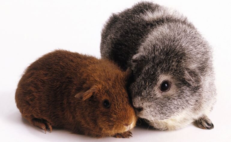 Только к 1,5-2 годам свинка 🐹 считается половозрелой.