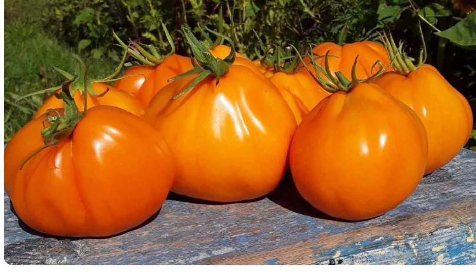 Сорта кисетных томатов для выращивания в огороде: описание и фото помидоров-сумочек