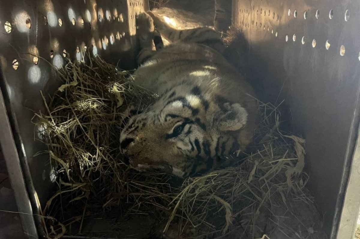    Тигр утащил собаку с участка частного дома.