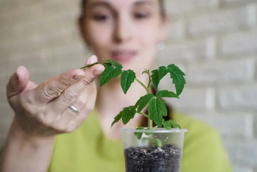 Растение. Источник: samara.kp.ru Автор фото: Светлана Маковеева