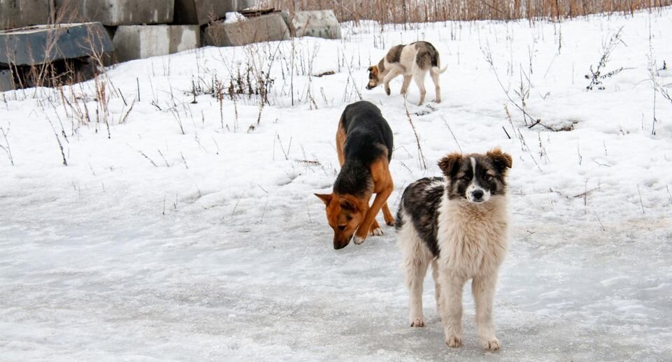    Svetlana Vozmilova/Global Look Press