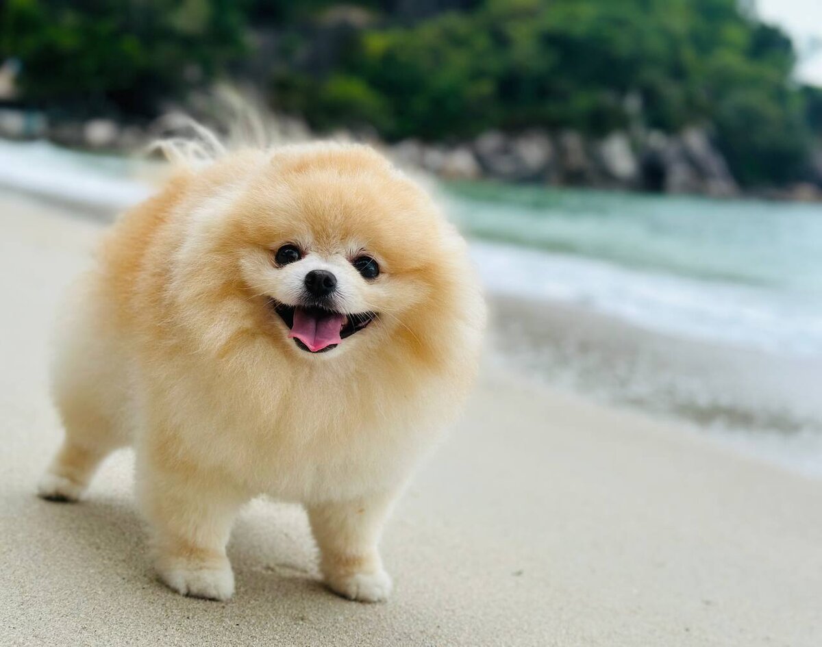 Пончик в на острове Панган в Тайланде (Thong Nai Pan Yai Beach)