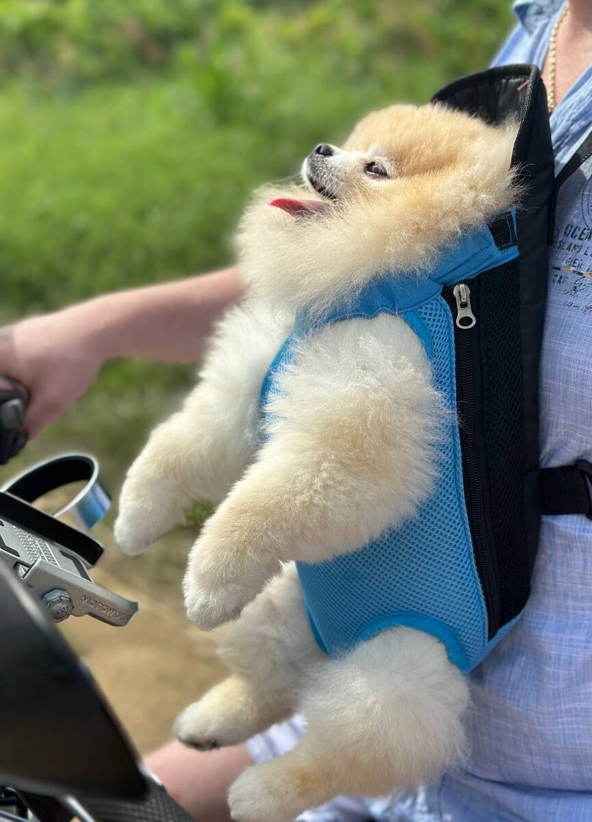 Пончик в переноске для поездке на байке.