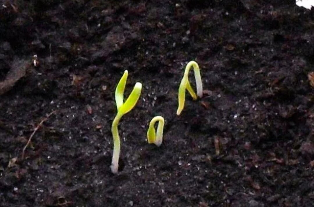 Семечки переуца пропросшие. Всходы рассады баклажан. Перец огонёк как всходит. Росток острого перца. Томаты семена проклюнувшиеся.