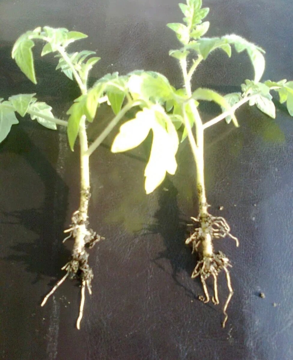 Слабо развитая корневая система