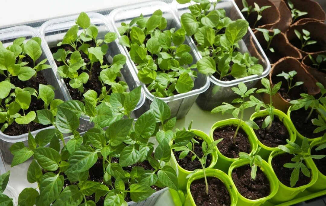 Здоровая рассада