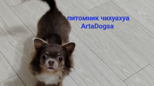 Будни #чихуахуа. Питомник собак чихуахуа ArtaDogsa+79616914125