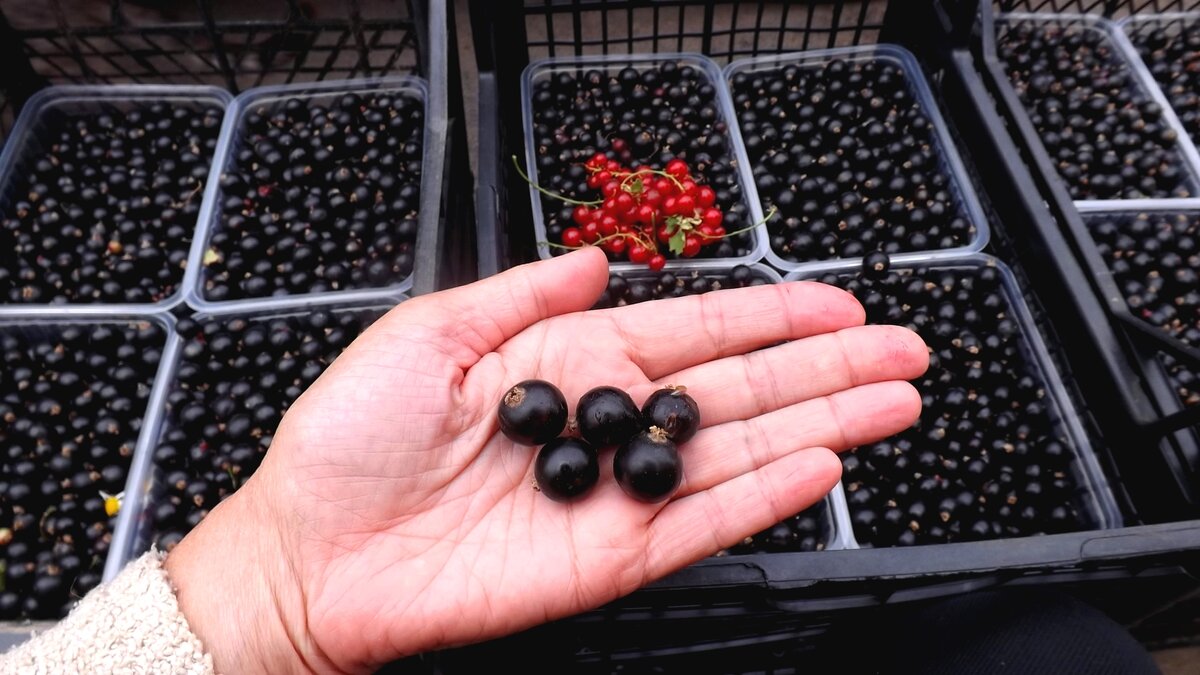 сбор плодов. морошка в ведре. дикоросы дальнего востока,ягода. клубника лесная. клюква в промышленных масштабах.