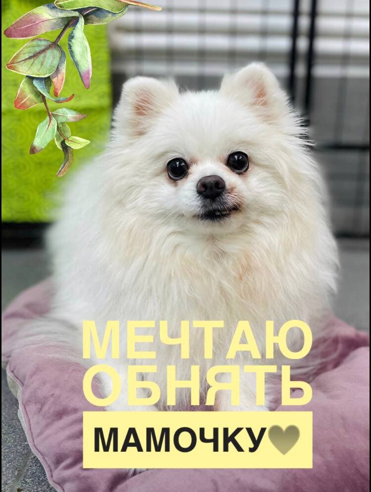 ДОМИК МЕЛКАШЕЙ - ПРИЮТ МАЛЕНЬКИХ СОБАК