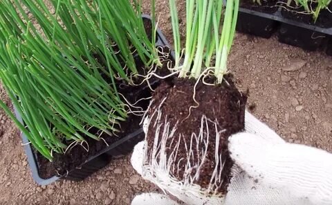 лук эксибишен когда сажать на рассаду 2024. эксибишен (эксибишн) лук. лук эксибишен когда сажать на рассаду 2024. лук эксибишен когда сажать на рассаду 2024. лук эксибишен партнер.