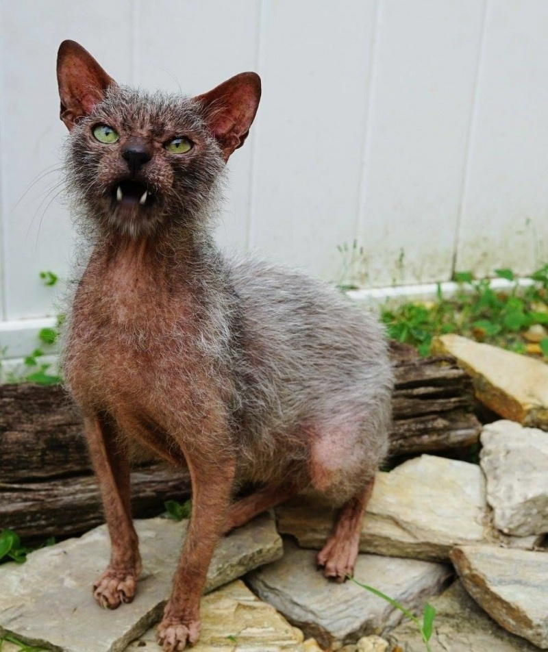 Погладь меня, если посмеешь! 