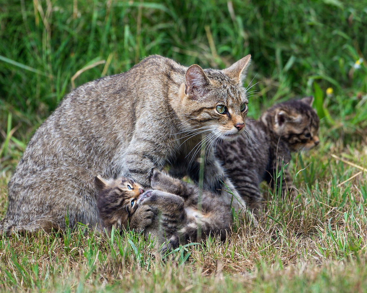 Котенок лесного кота фото
