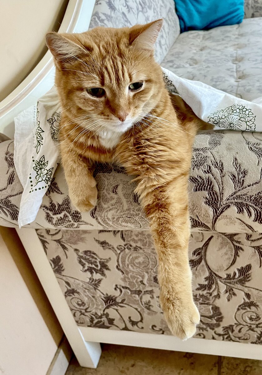 Разве не красавец?