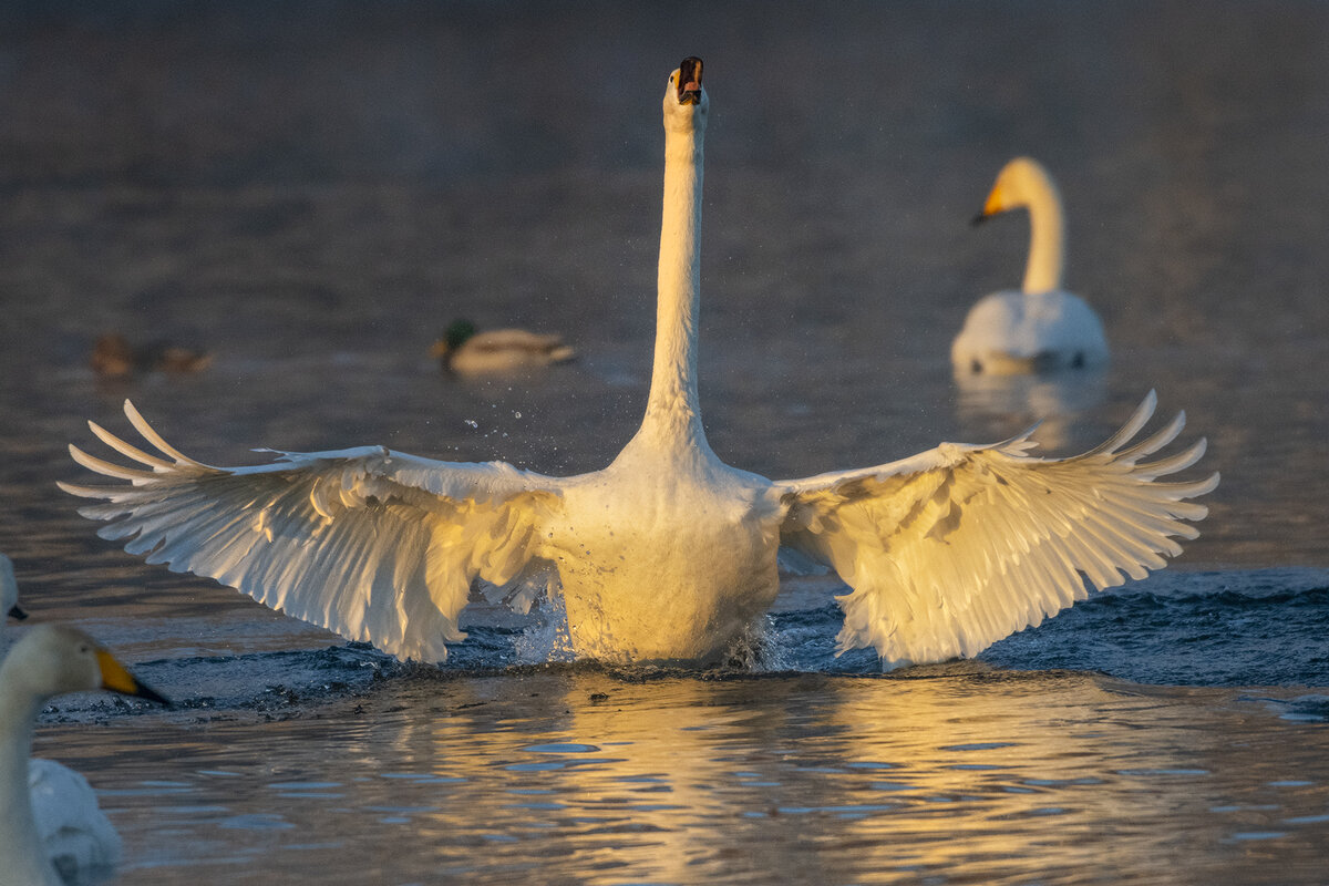 Например, про этого красавца кликуна?