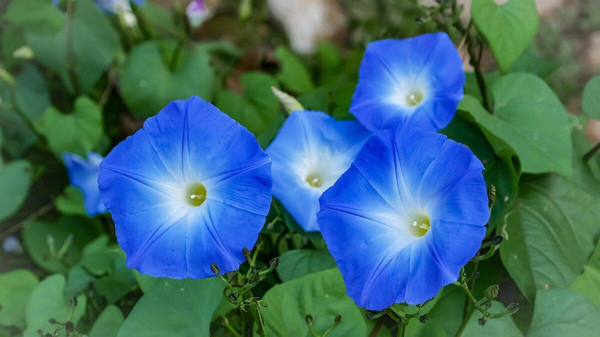 Shutterstock📷Ипомея трехцветная (растение вида Ipomoea tricolor)