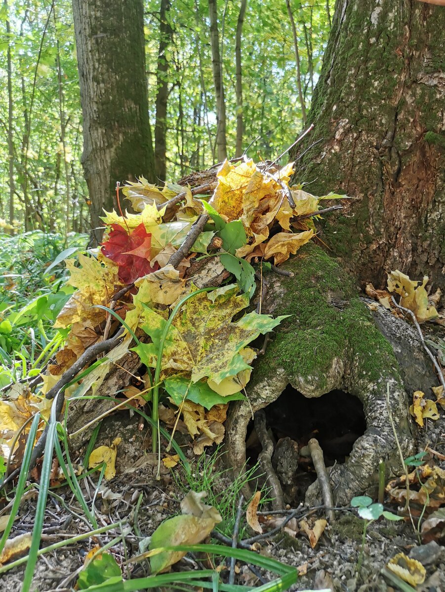 Осенью палитра самая яркая 