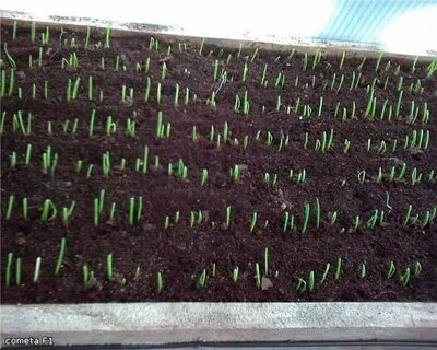 сроки посева рассады в 2024 году. сроки посева рассады в 2024 году. лунный календарь садовода и огородника. календарь посадки семян. благоприятные дни для посадки рассады.