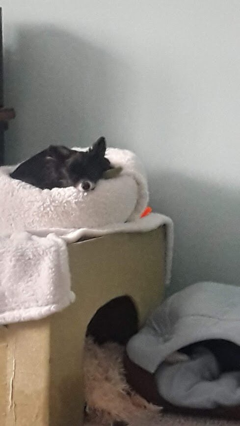 Домик из под  стиральной машинки.