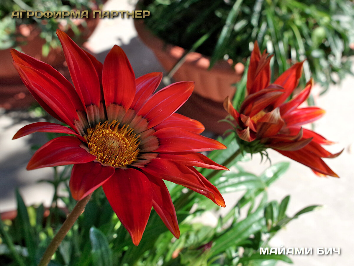 Гацания – цветок солнце! | Семена Партнер | Дзен